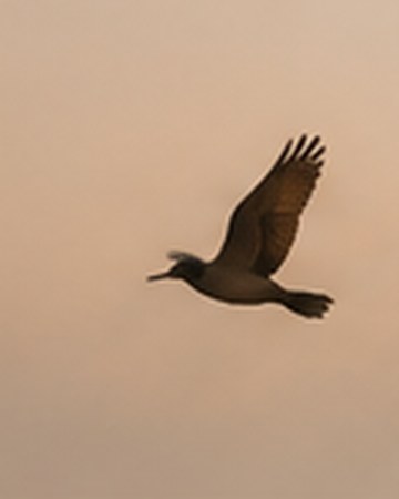 A bird in flight